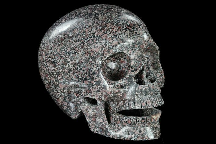 Polished Skull of Crinoidal Limestone #116419